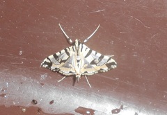 Conchylodes salamisalis