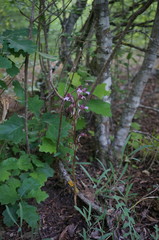 Himantoglossum comperianum