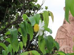 Oncoba spinosa