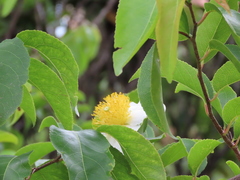 Oncoba spinosa