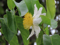 Oncoba spinosa