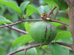 Oncoba spinosa