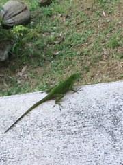 Anolis evermanni
