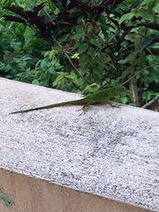 Anolis evermanni