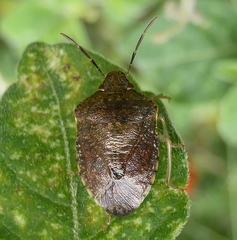 Pentatomidae
