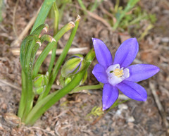 Brodiaea stellaris