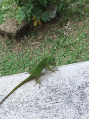 Anolis evermanni