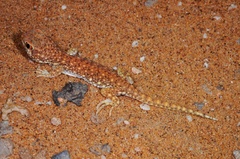 Ptenopus kochi