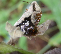 Pentatomidae
