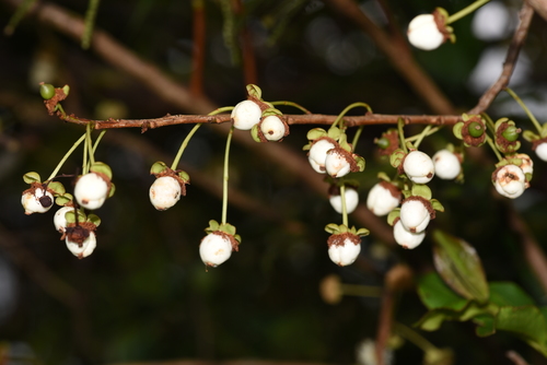 Malagasy tea