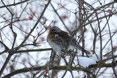 Turdus pilaris