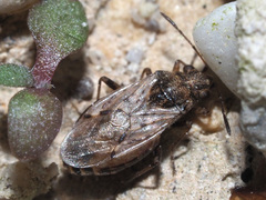 Nysius thymi