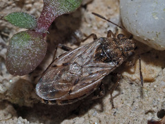 Nysius thymi