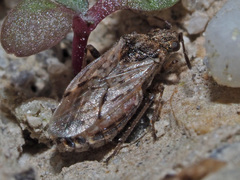 Nysius thymi