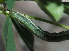 Chiasmia clathrata