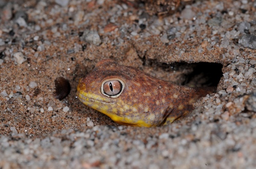Koch's Barking Gecko