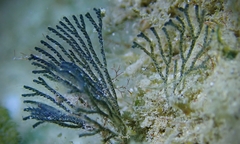 Virididentula dentata