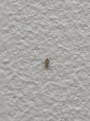 Psocodea