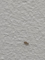 Psocodea