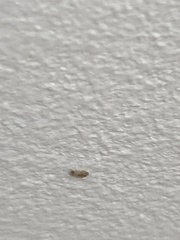 Psocodea