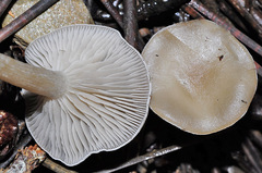 Clitocybe vibecina
