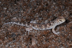 Ptenopus garrulus maculatus