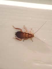 Drymaplaneta semivitta