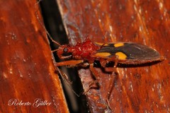 Zelurus transnominalis