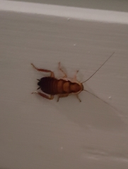 Drymaplaneta semivitta