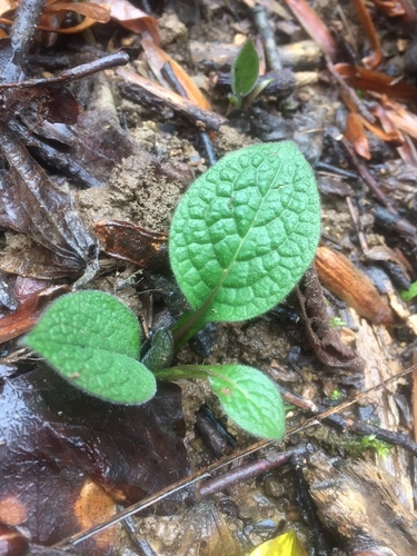Tuberous Comfrey