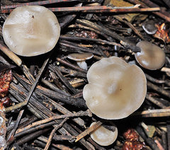 Clitocybe vibecina