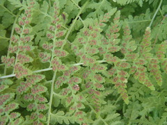 Cystopteris reevesiana