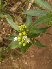 Asclepias nivea