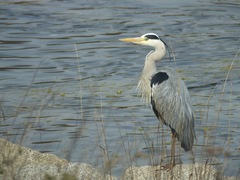 Ardea cinerea