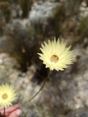 Edmondia