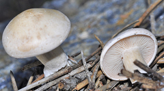 Clitopilus cystidiatus