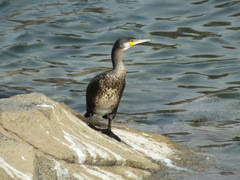 Phalacrocorax carbo