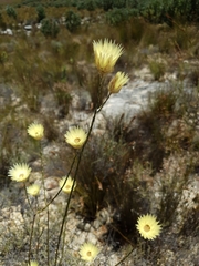 Edmondia