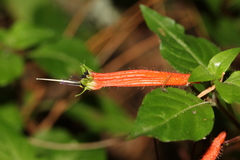 Cuphea bustamanta