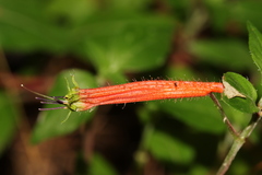Cuphea bustamanta