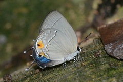 Ostrinotes purpuriticus