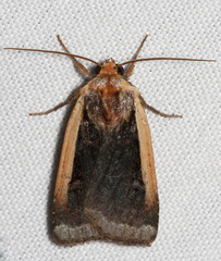 Abagrotis bimarginalis