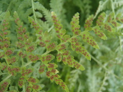 Cystopteris reevesiana