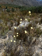 Edmondia