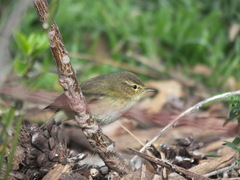 Phylloscopus collybita