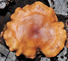 Rhodocybe gemina