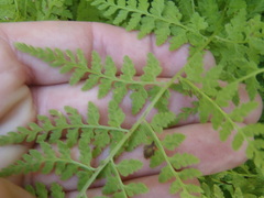 Cystopteris reevesiana