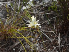Ornithogalum juncifolium