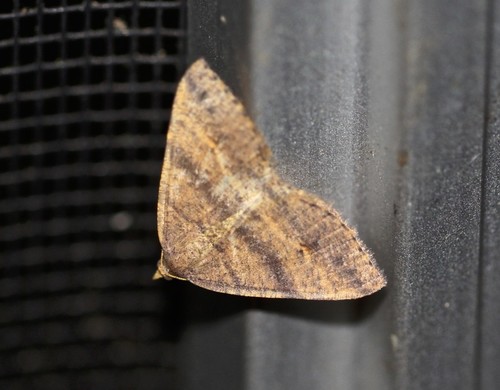 Dodonaea Moth