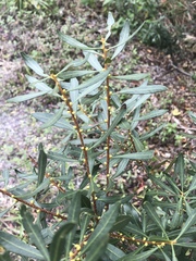 Morella cerifera image